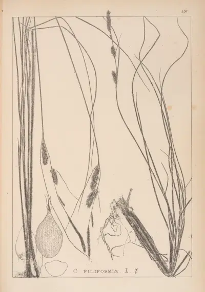 Herbier de la flore française Pl.1329 av Louis Antoine Cusin