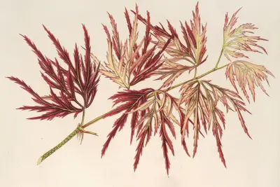 Acer (polymorphum) palmatum, Charles Antoine Lemaire