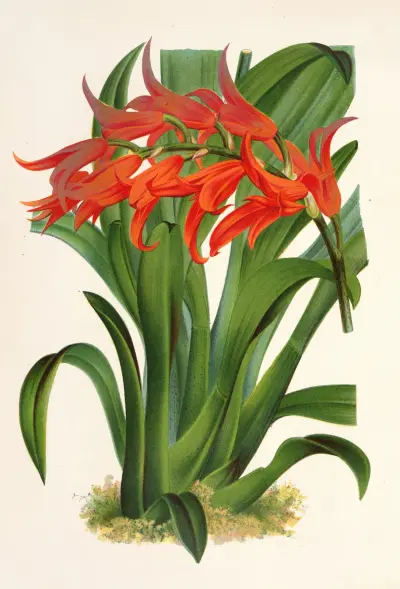 Ada aurantiaca, Charles Antoine Lemaire