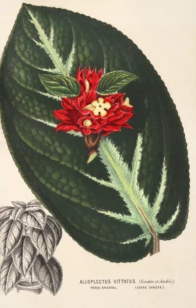Alloplectus vittatus, Charles Antoine Lemaire