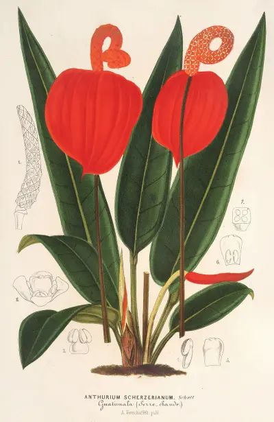 Anthurium Scherzerianum, Charles Antoine Lemaire