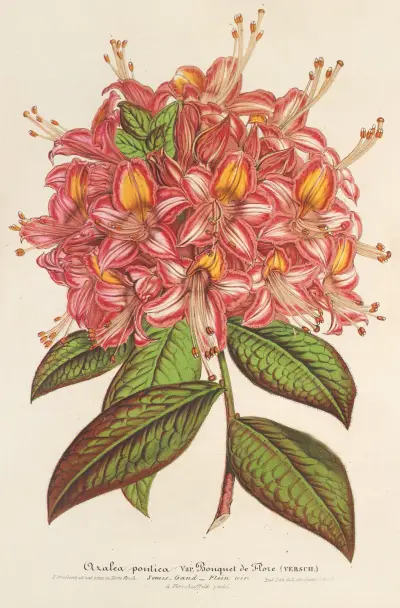 Azaléa Bouquet de Flore Hort. Versch, Charles Antoine Lemaire