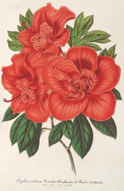 Azalia (indica) Grande Duchesse de Bade, Charles Antoine Lemaire