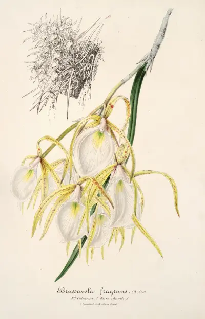 Brassavola fragrans av Charles Antoine Lemaire