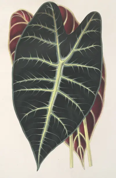 Caladium Lowii, Charles Antoine Lemaire