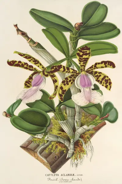 Cattleya Aclandiæ, Charles Antoine Lemaire