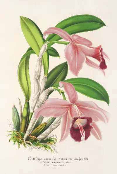 Cattleya pumila von Charles Antoine Lemaire