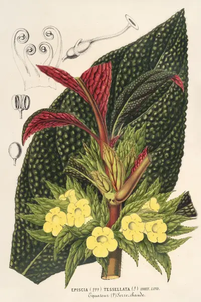 Centrosolenia bullata (Episcia tessellata), Charles Antoine Lemaire