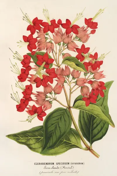 Clerodendrum speciosum (hybridum), Charles Antoine Lemaire