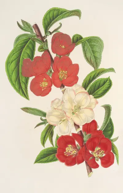 Cydonia japónica (Varietés nouvelles du) av Charles Antoine Lemaire