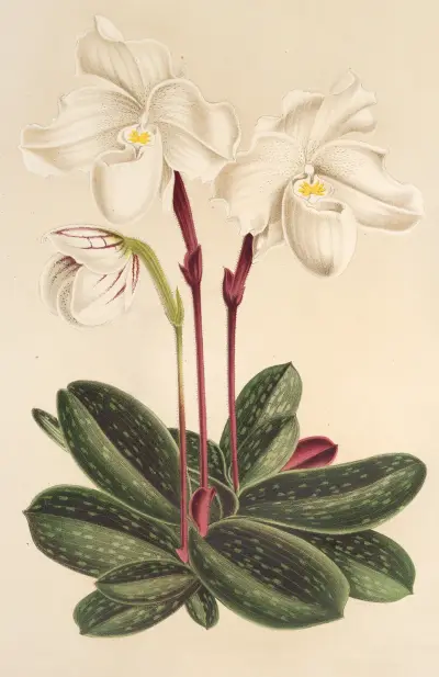 Cypripedium niveum, Charles Antoine Lemaire
