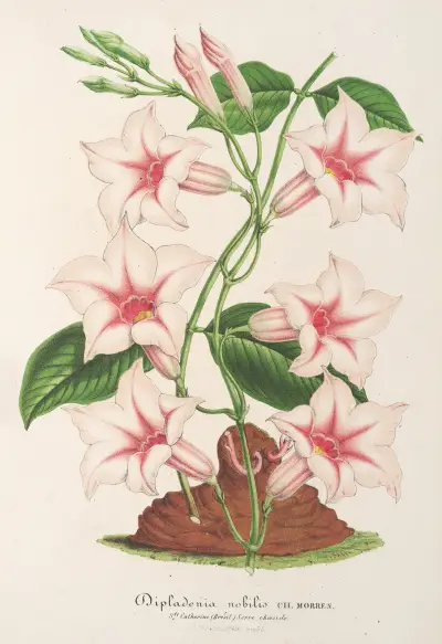 Dipladenia nobilis von Charles Antoine Lemaire
