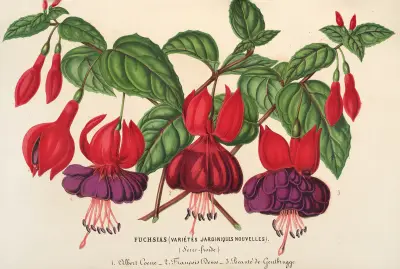 Fuksja (odmiany ogrodowe), 1854 – nr 2, Charles Antoine Lemaire