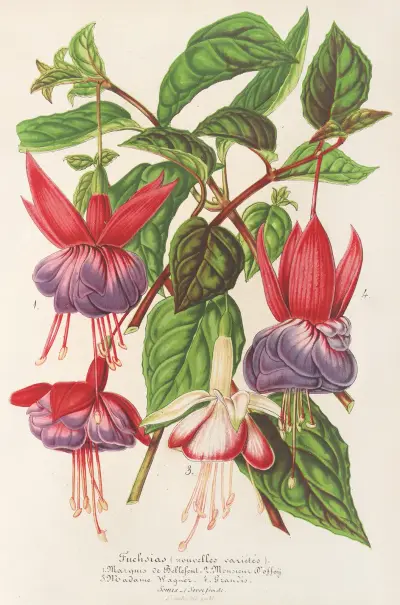 Fuksja (nowe odmiany), 1854 – Nr. 1, Charles Antoine Lemaire