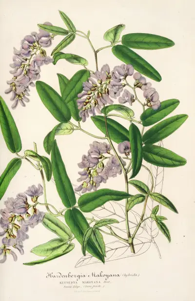 Hardenbergia Makoyana (hybryda), Charles Antoine Lemaire