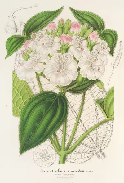 Heterotrichum macrodon, Charles Antoine Lemaire