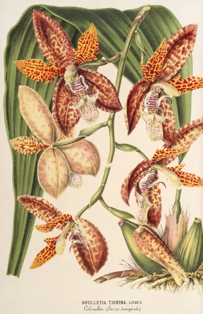 Houlletia trigrina, Charles Antoine Lemaire