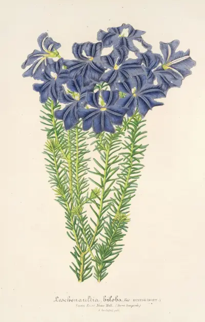 Leschenaultia biloba, Charles Antoine Lemaire