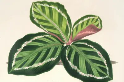 Maranta illustris von Charles Antoine Lemaire