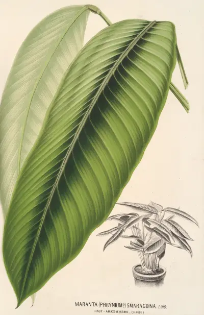 Maranta smaragdina, Charles Antoine Lemaire