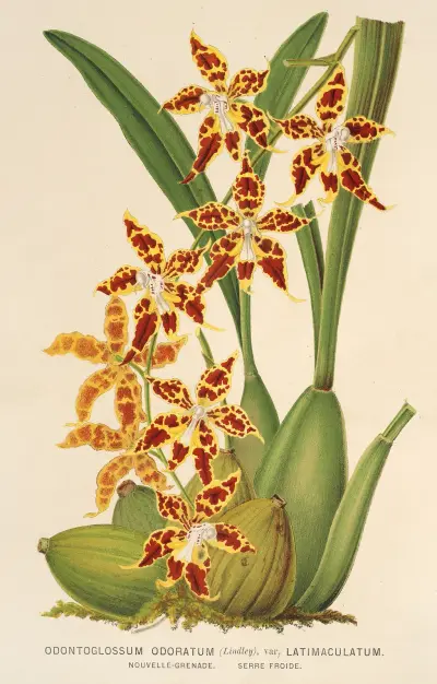 Odontoglossum odoratum, var. latima-culatum, Charles Antoine Lemaire