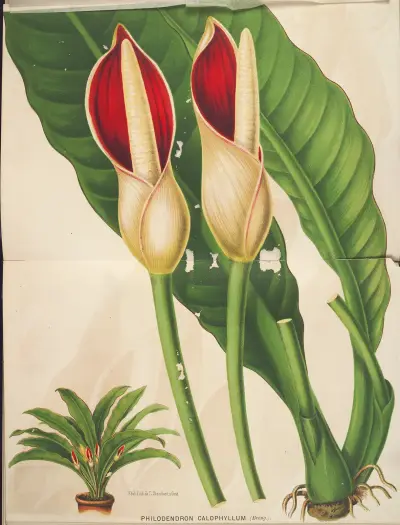 Philodendron calophyllum av Charles Antoine Lemaire