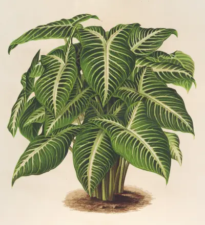 Phyllotœnium Lindeni, Charles Antoine Lemaire