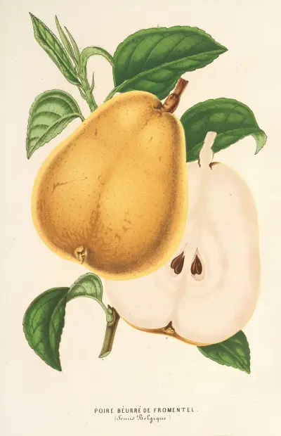 Gruszka 'Beurré de Fromentel', Charles Antoine Lemaire
