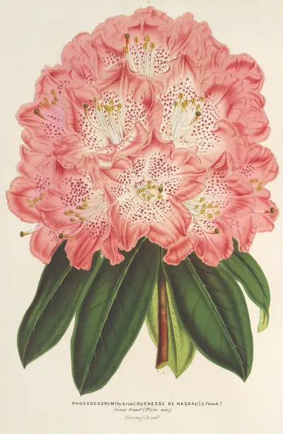 Rhododendrum (hybridum) Duchesse de Nassau, Charles Antoine Lemaire