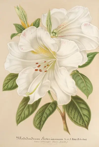 Rhododendrum Sesterianum (hybryda), Charles Antoine Lemaire