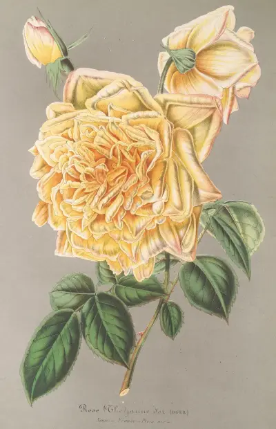 Róża herbaciana 'Jaune d'Or', Charles Antoine Lemaire
