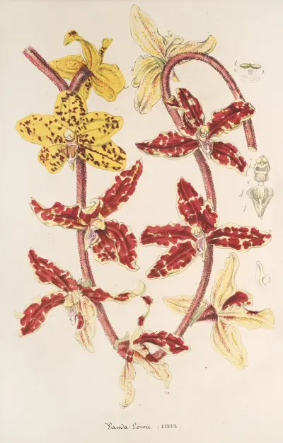 Vanda Lowii Lindl., Charles Antoine Lemaire