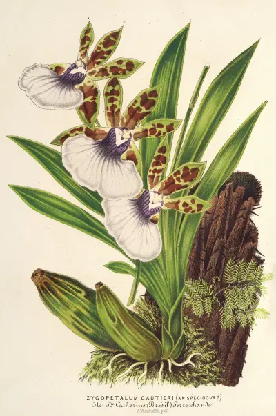 Zygopetalum Gautieri, Charles Antoine Lemaire