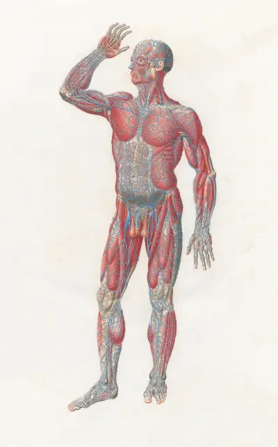 Anatomia Universale Pl.01, Antonio Serantoni