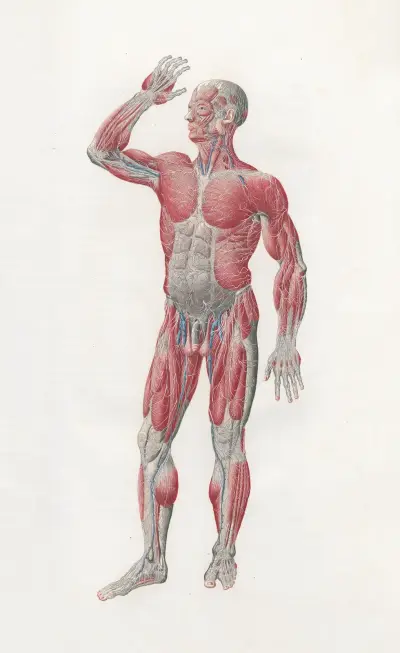 Anatomia Universale Pl.04, Antonio Serantoni