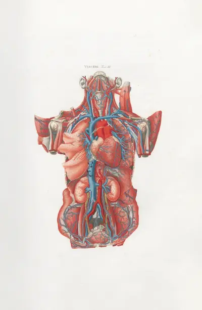 Anatomia Universale Pl.13, Antonio Serantoni