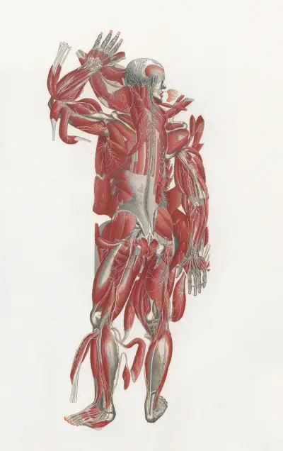 Anatomia Universale Pl.43, Antonio Serantoni