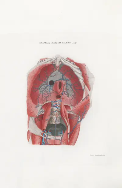 Anatomia Universale Pl.48, Antonio Serantoni