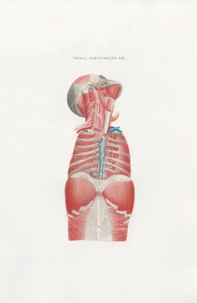 Anatomia Universale Pl.49, Antonio Serantoni