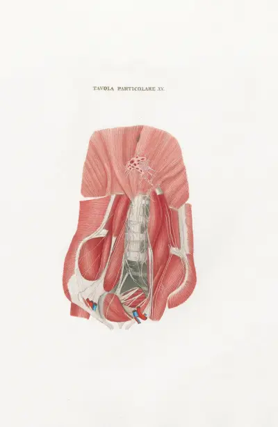 Anatomia Universale Pl.50, Antonio Serantoni