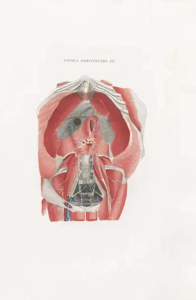 Anatomia Universale Pl.51, Antonio Serantoni