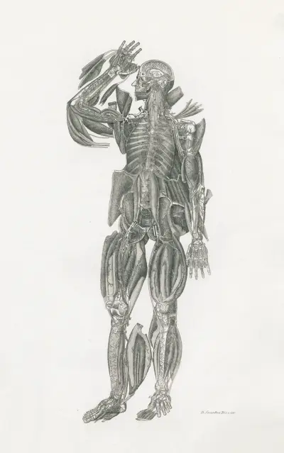 Anatomia Universale Pl.52, Antonio Serantoni