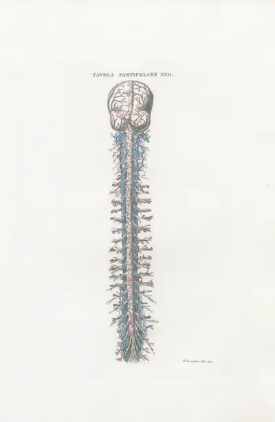 Anatomia Universale Pl.53, Antonio Serantoni