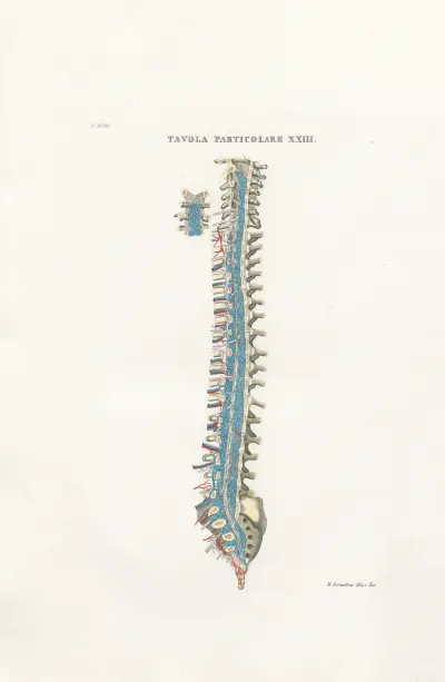 Anatomia Universale Pl.54, Antonio Serantoni