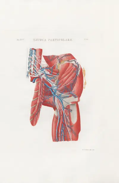 Anatomia Universale Pl.56, Antonio Serantoni