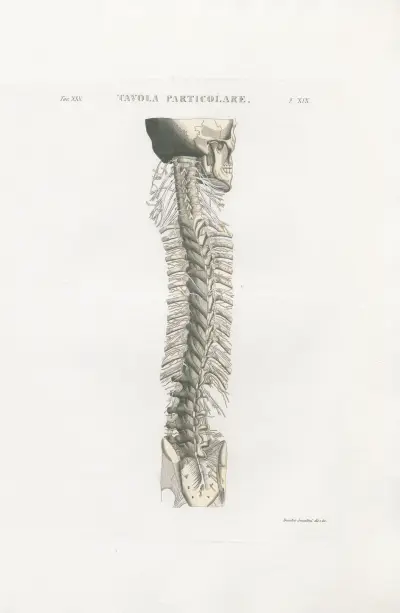 Anatomia Universale Pl.57, Antonio Serantoni