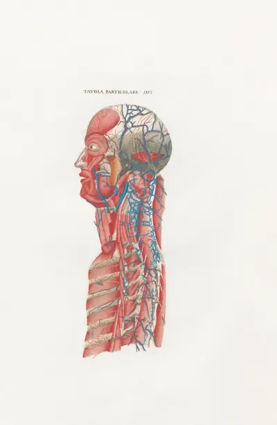 Anatomia Universale Pl.59, Antonio Serantoni