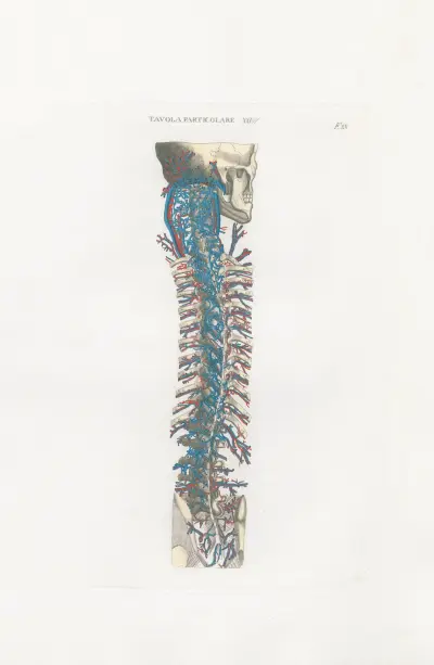 Anatomia Universale Pl.60, Antonio Serantoni