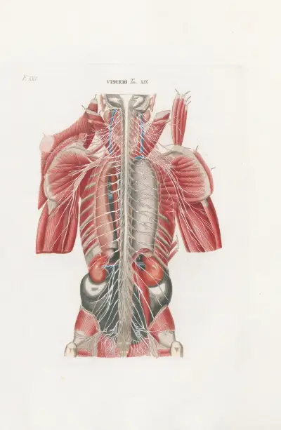 Anatomia Universale Pl.61, Antonio Serantoni