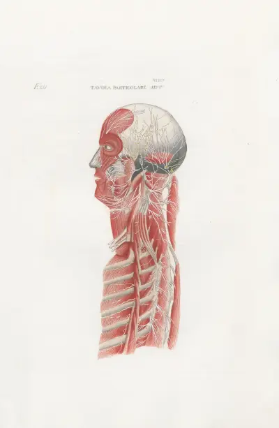 Anatomia Universale Pl.62, Antonio Serantoni